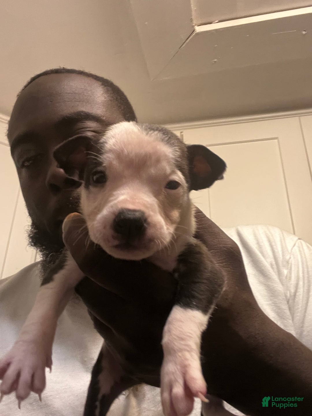 American Staffordshire Terrier dogs for sale: American Staffordshire Terrier Puppy 1 - Ad 2