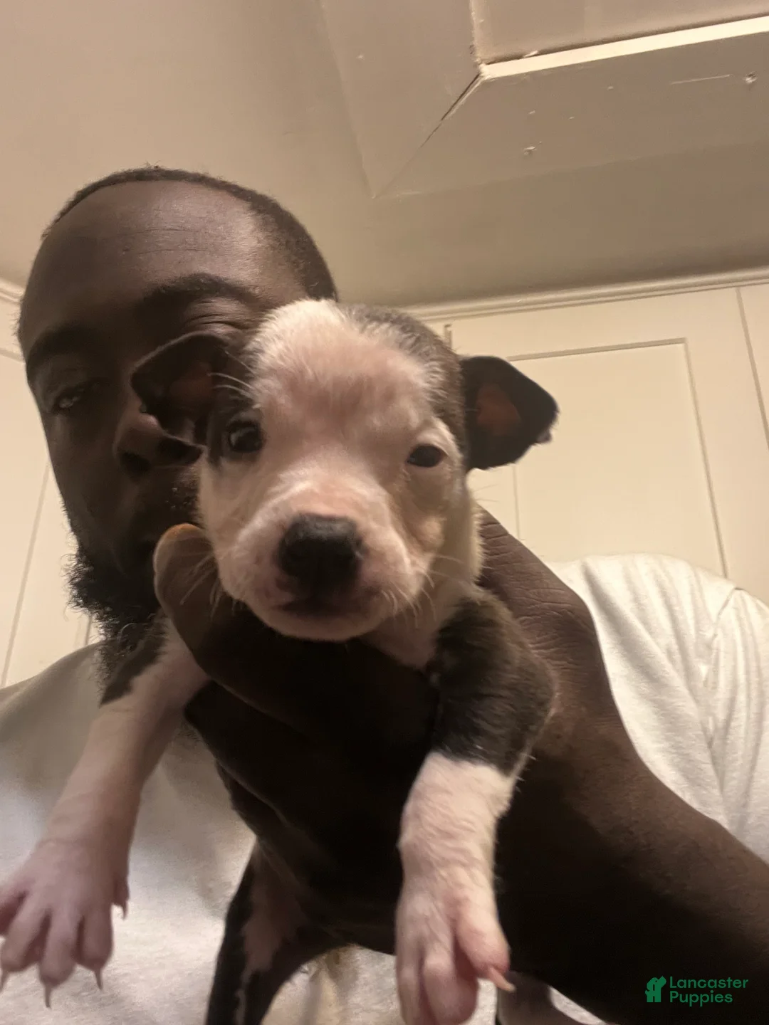 American Staffordshire Terrier dogs for sale: American Staffordshire Terrier Puppy 1 - Ad 2