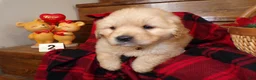 Golden Retriever dogs for sale: Golden Retriever Puppy 2 Buddy - Ad 4