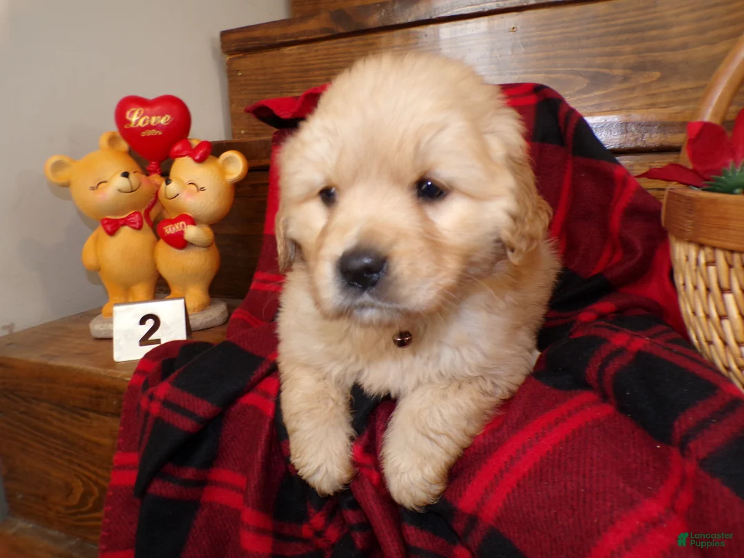 Golden Retriever dogs for sale: Golden Retriever Puppy 2 Buddy - Ad 4