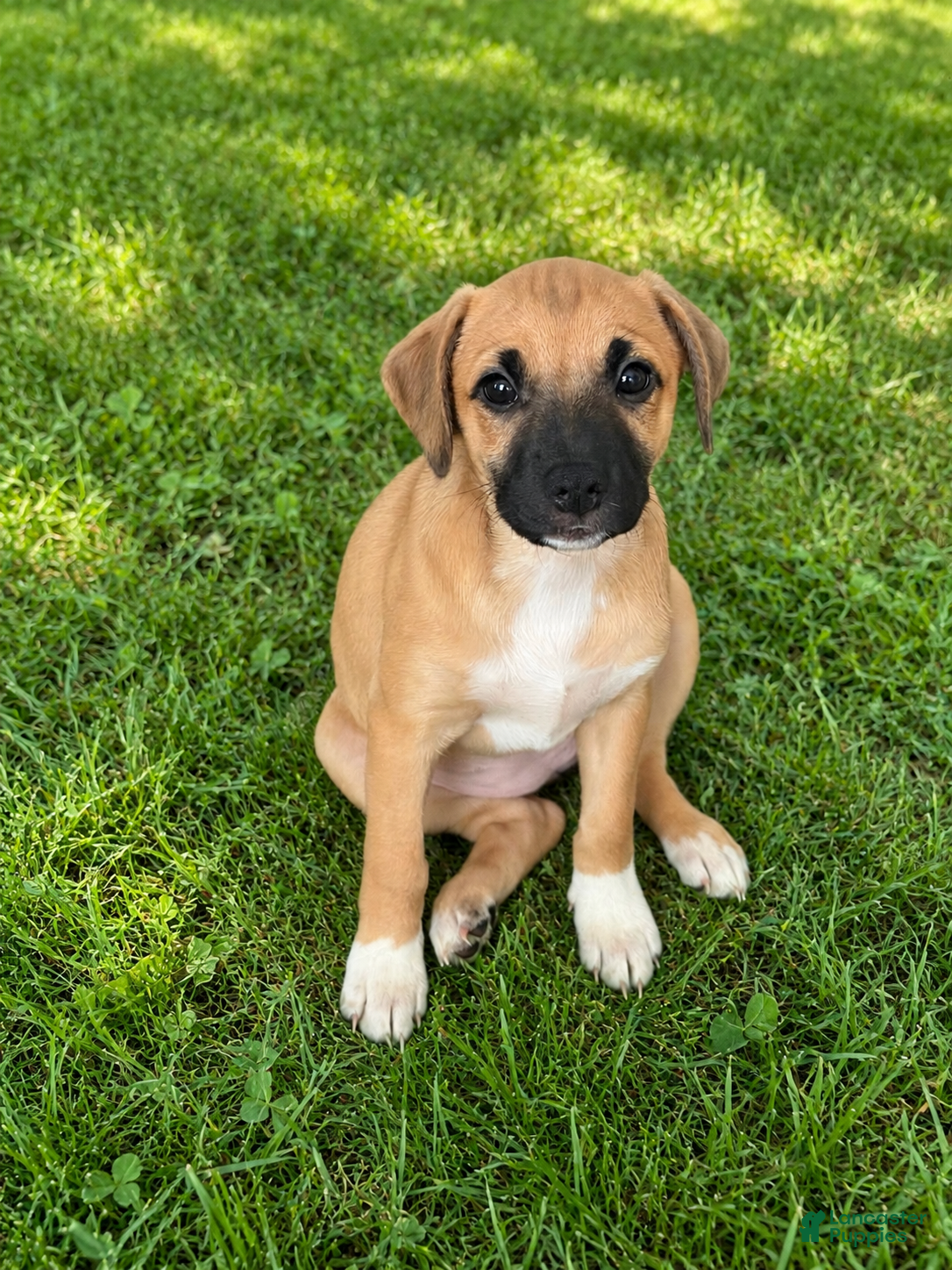 Mixed Breed dogs Marley - Ad 1
