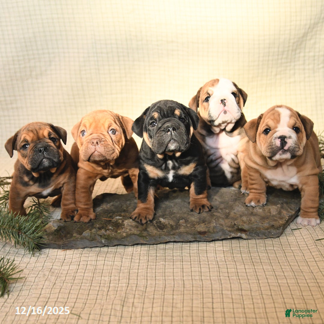 English Bulldog dogs for sale: Noel - Ad 5