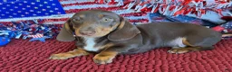 Miniature Dachshund dogs for sale: Bucky - Ad 3