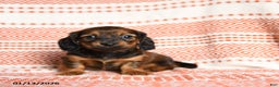 Miniature Dachshund dogs for sale: Kailey - Ad 5