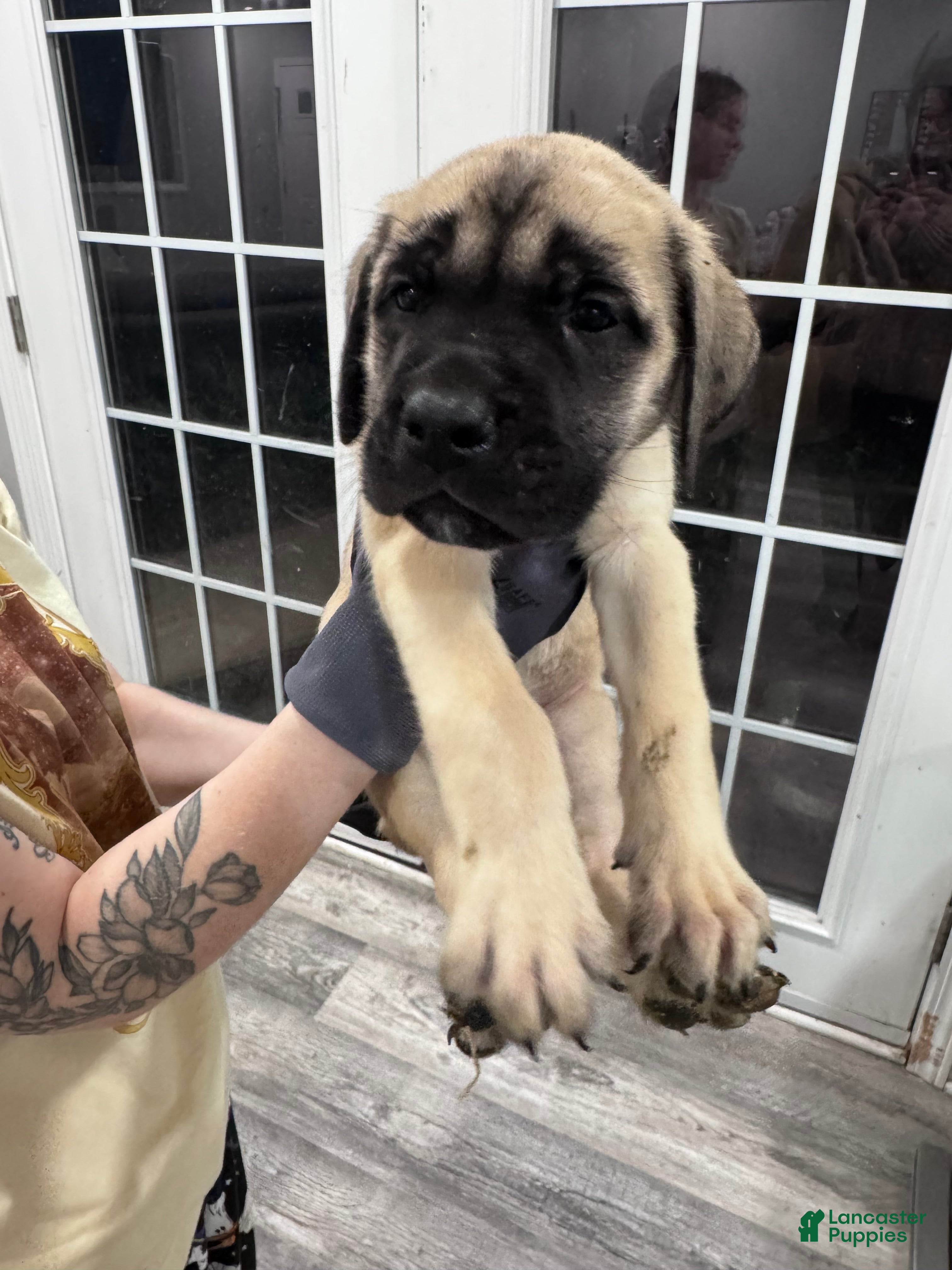 English Mastiff dogs English Mastiff Puppy 6 - Ad 19