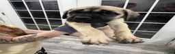 English Mastiff dogs for sale: English Mastiff Puppy 6 - Ad 1