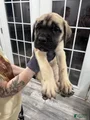 English Mastiff Puppy 6