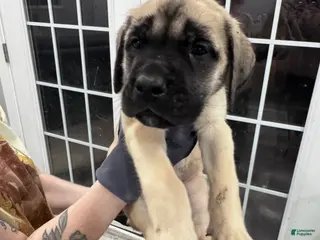English Mastiff dogs English Mastiff Puppy 6 - Ad 19