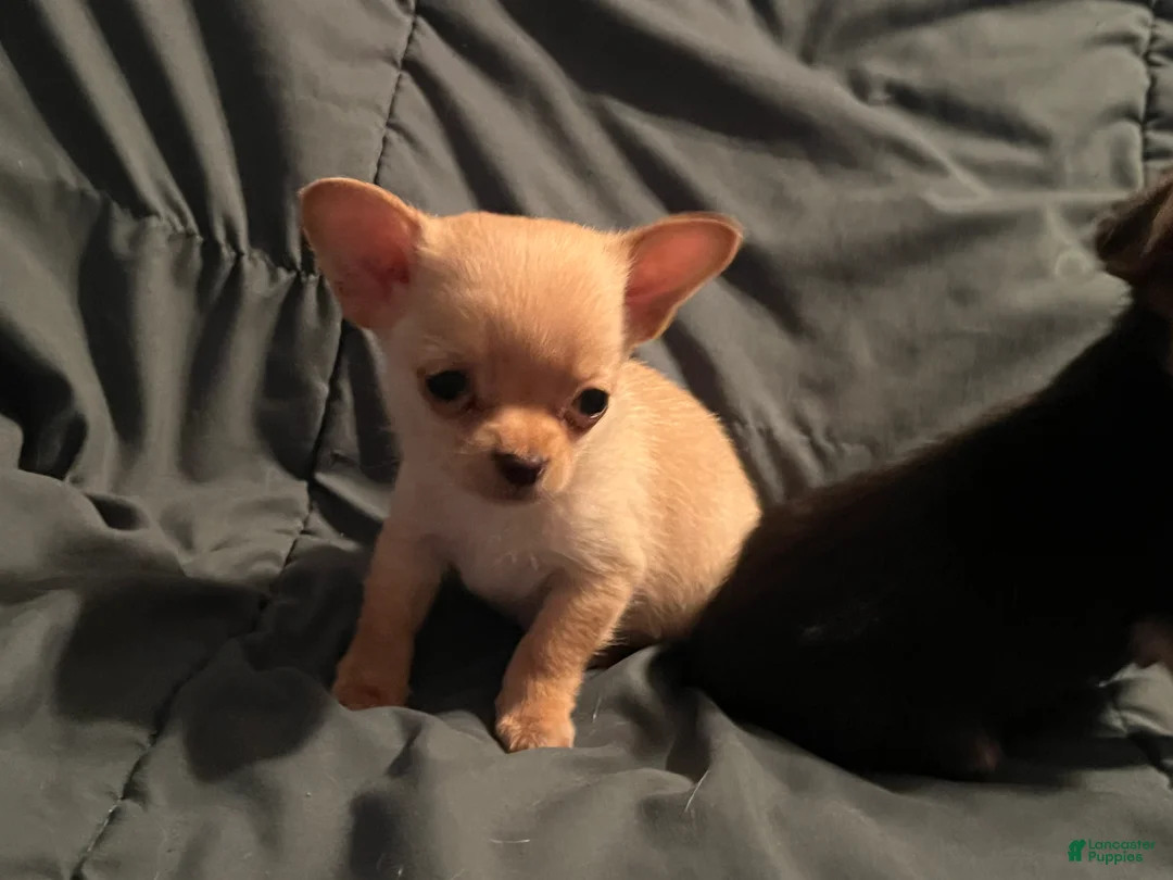 Chihuahua dogs for sale: Chihuahua Puppy 1 - Ad 1