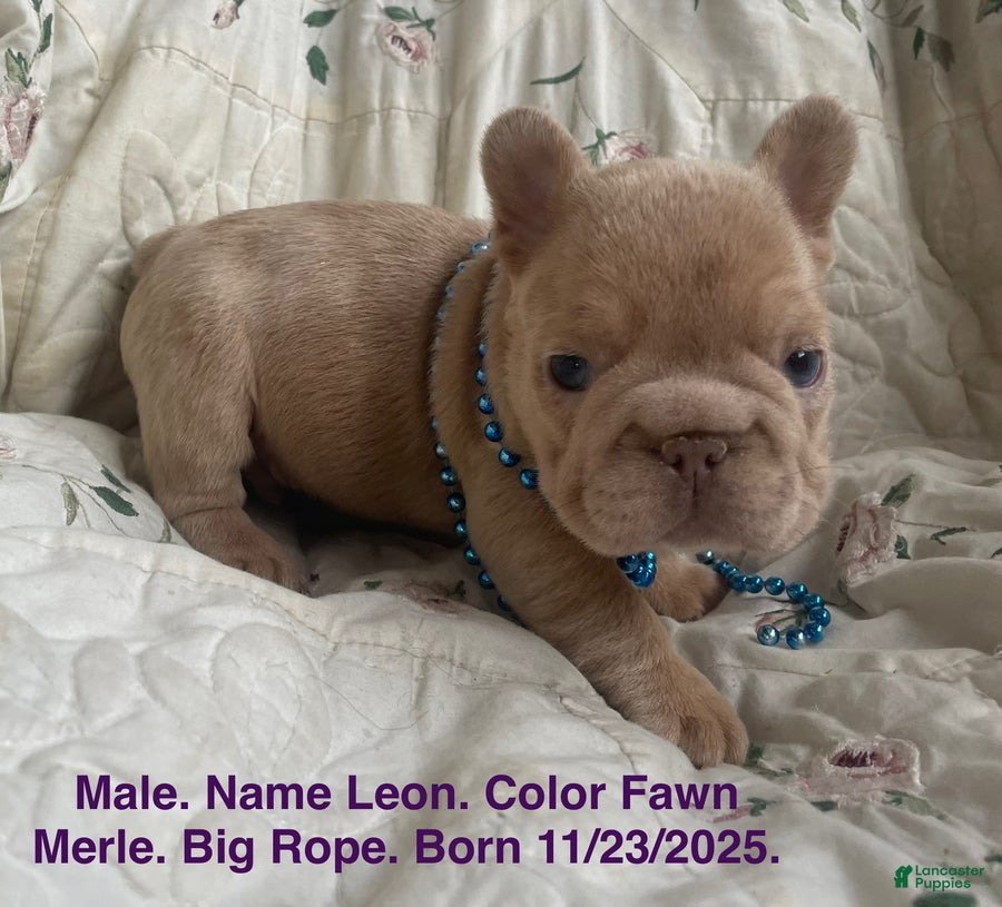 French Bulldog dogs Leon - Ad 29