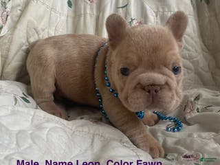 French Bulldog dogs Leon - Ad 22