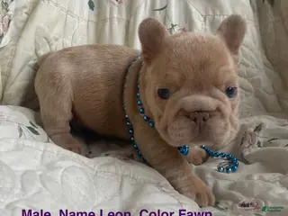 French Bulldog dogs Leon - Ad 41