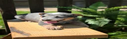 Australian Cattle Dog dogs for sale: Cinch - Ad 3