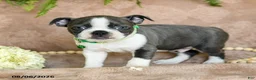 Boston Terrier dogs for sale: Rascal  - Ad 2
