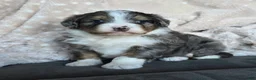 Mini Bernedoodle dogs for sale: Mini Callie - Ad 12