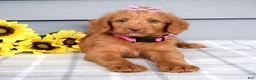 Labradoodle dogs for sale: Cassie - Ad 5