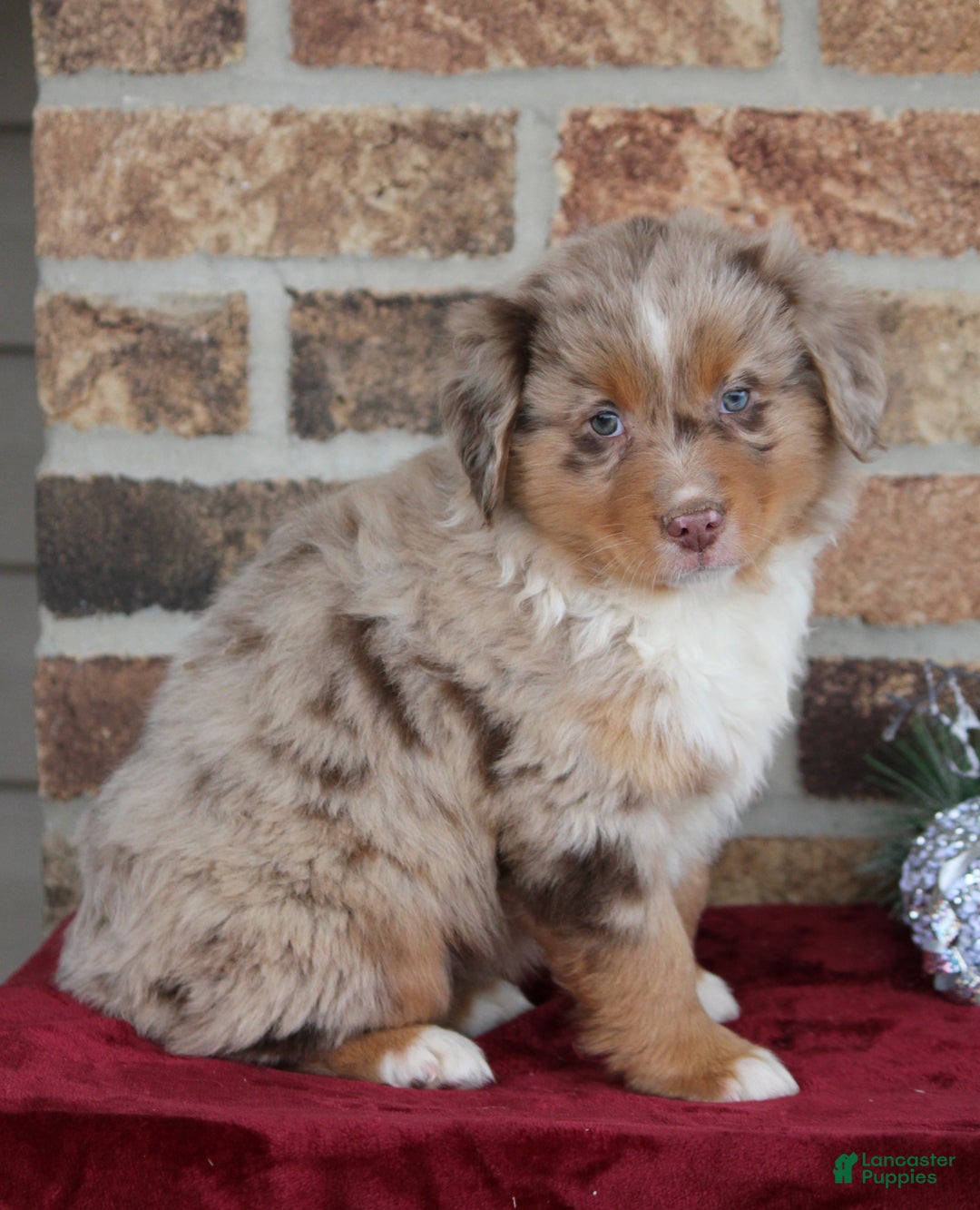 Miniature Australian Shepherd dogs for sale: Marshall - Ad 7