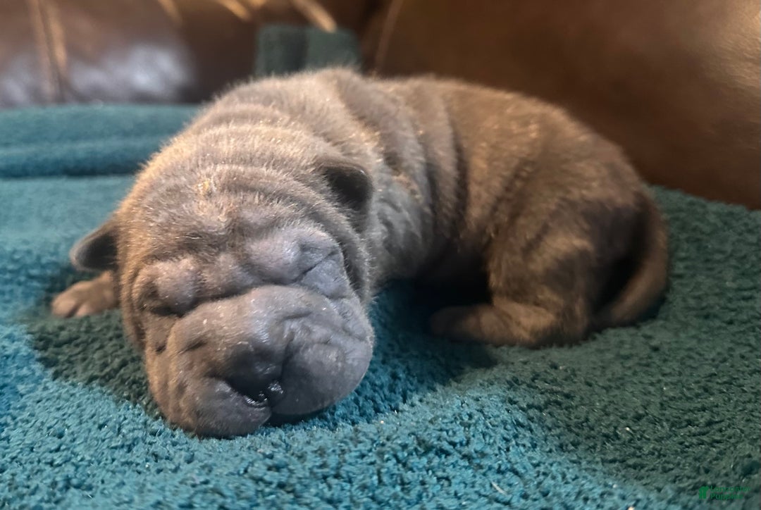 Shar Pei dogs for sale: Valentine - Ad 2