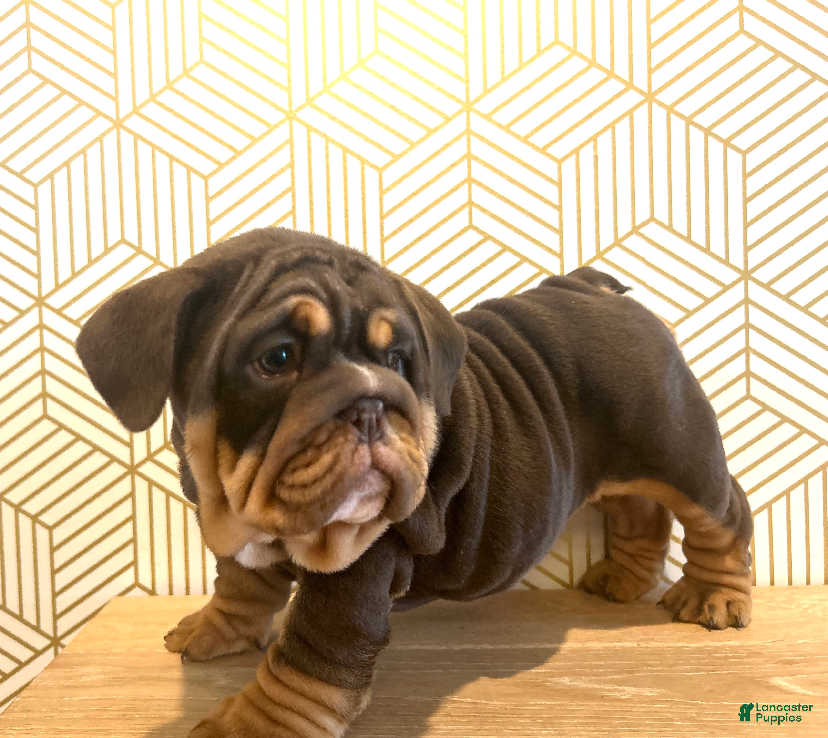 English Bulldog dogs Lily - Ad 11