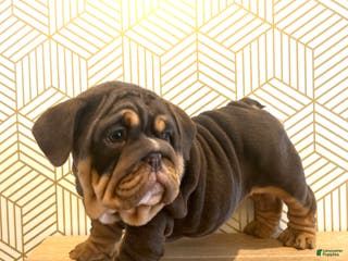 English Bulldog dogs Lily - Ad 11