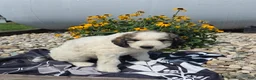 Mixed Breed dogs for sale: Dexter - Ad 6