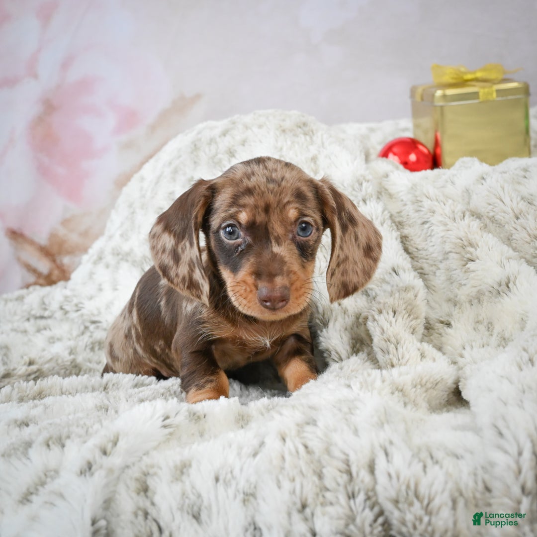 Miniature Dachshund dogs for sale: Miles - Ad 2