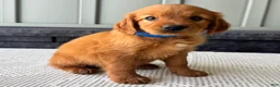 Mixed Breed dogs for sale: Ryder - Ad 4