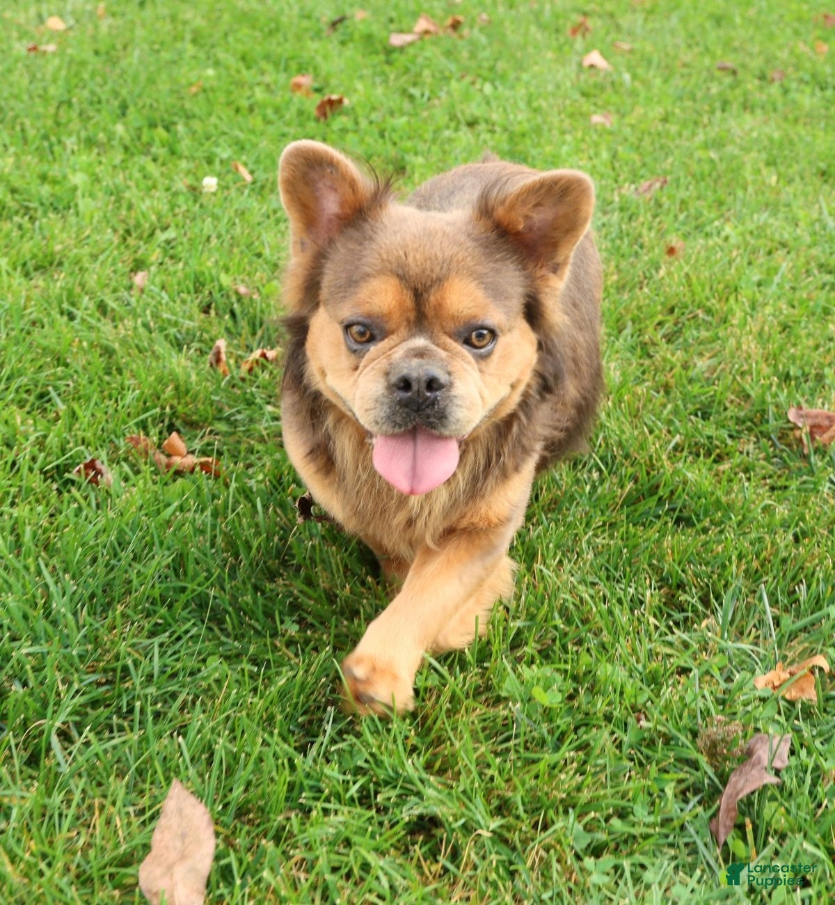 French Bulldog dogs Buster - Ad 1