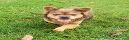 French Bulldog dogs for sale: Buster - Ad 1