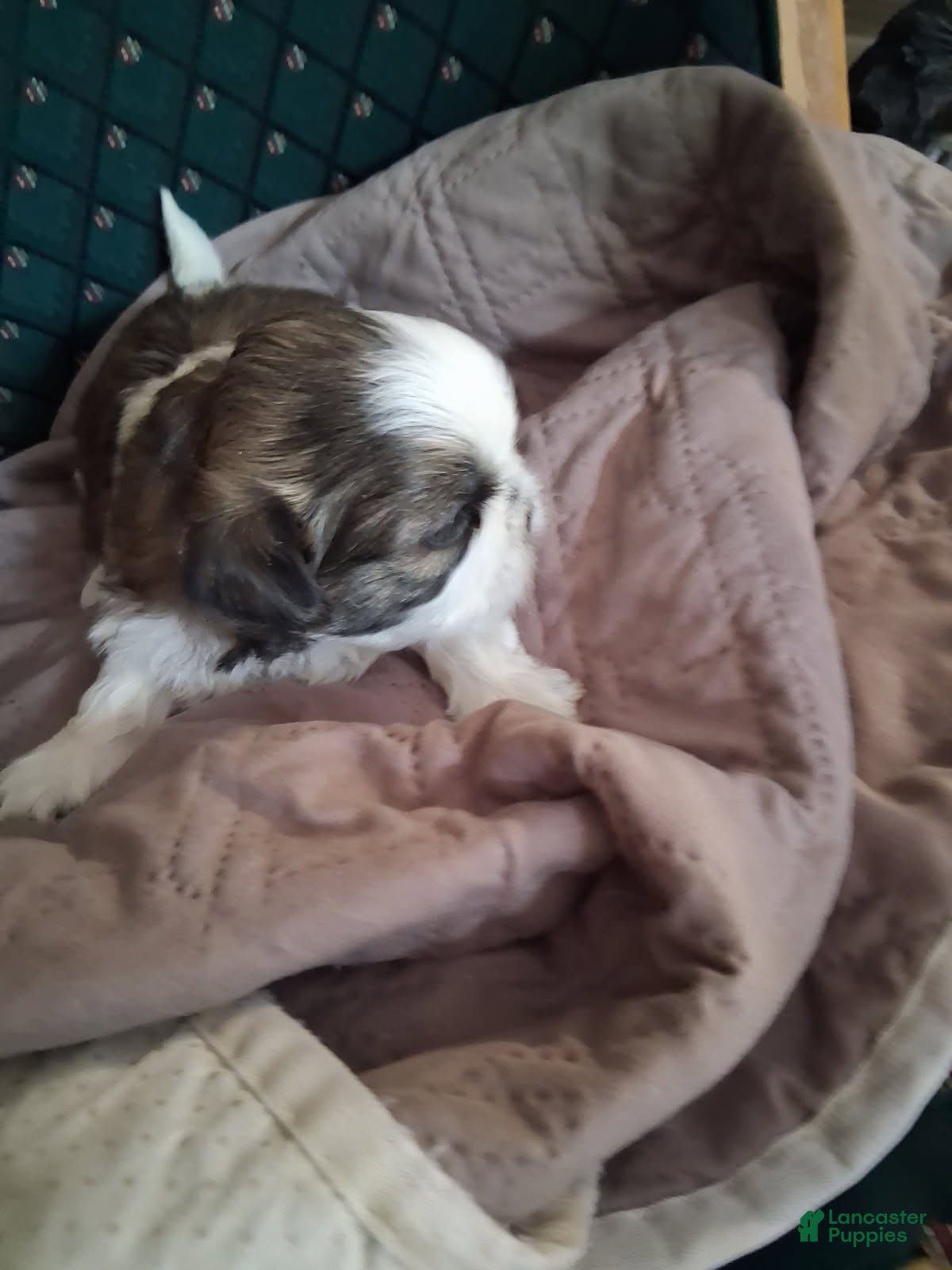 Shih Tzu dogs Boy 2 - Ad 2