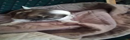 Shih Tzu dogs for sale: Boy 2 - Ad 2