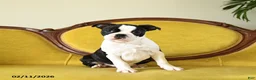 Boston Terrier dogs for sale: Dasher - Ad 7