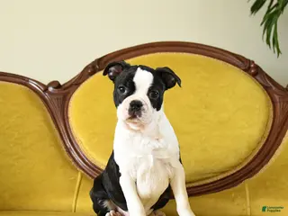 Boston Terrier dogs Dasher - Ad 42