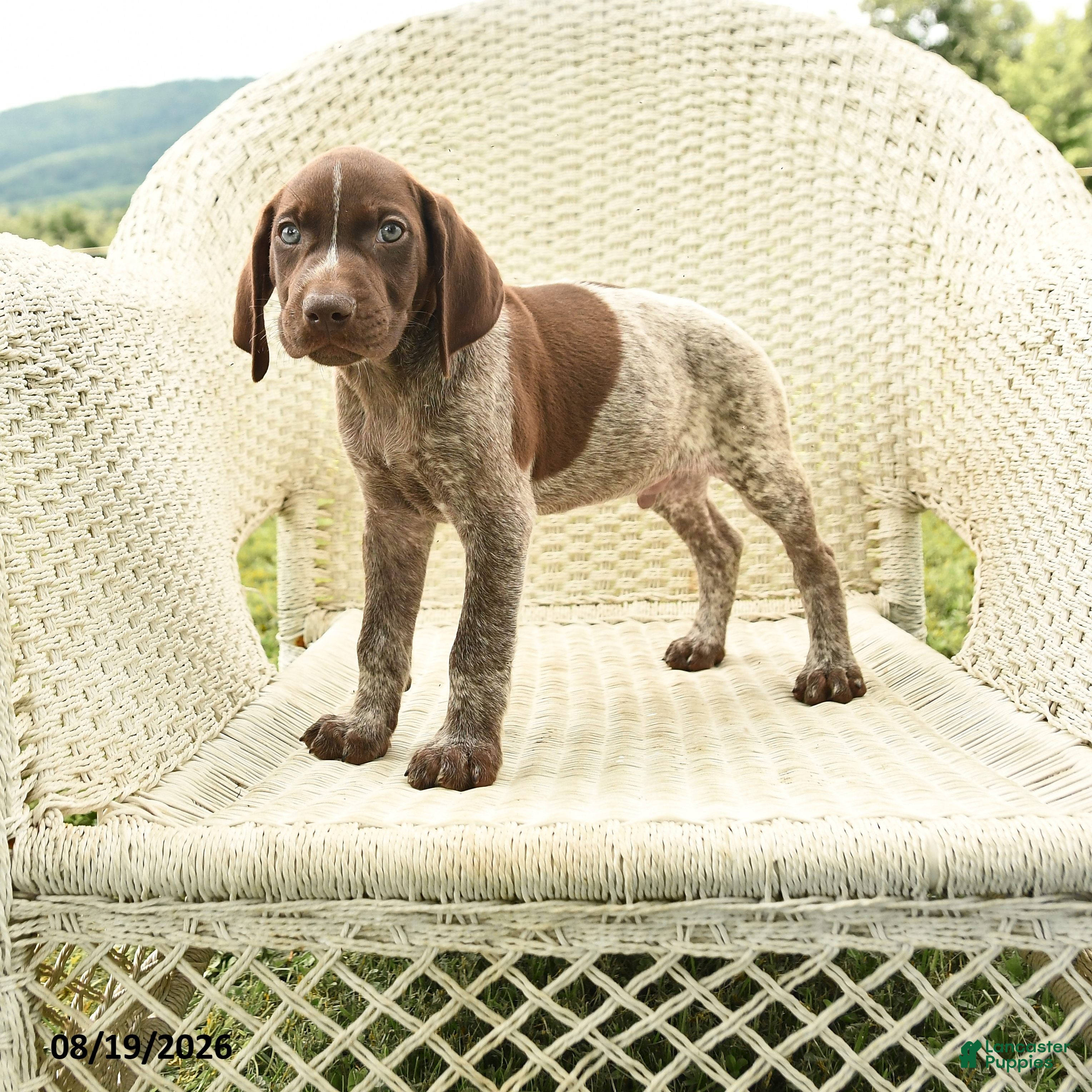 German Shorthaired Pointer dogs Henry - Ad 1