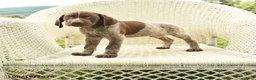 German Shorthaired Pointer dogs for sale: Henry - Ad 1