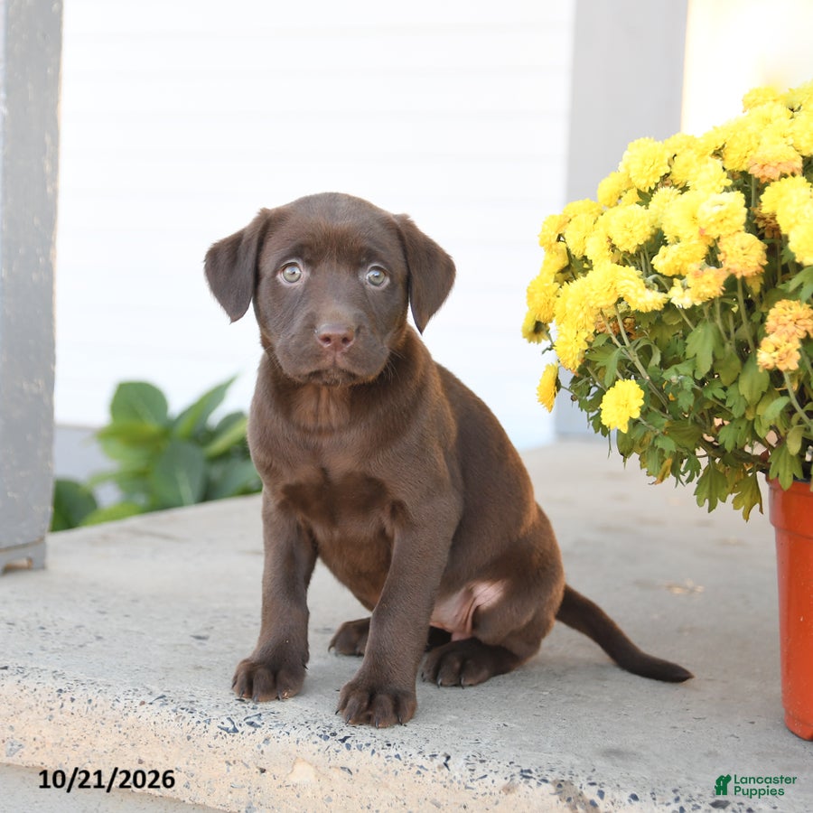 Labrador Retriever dogs for sale: Lulu - Ad 1
