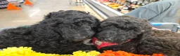 Standard Poodle dogs for sale: Lily - Ad 7