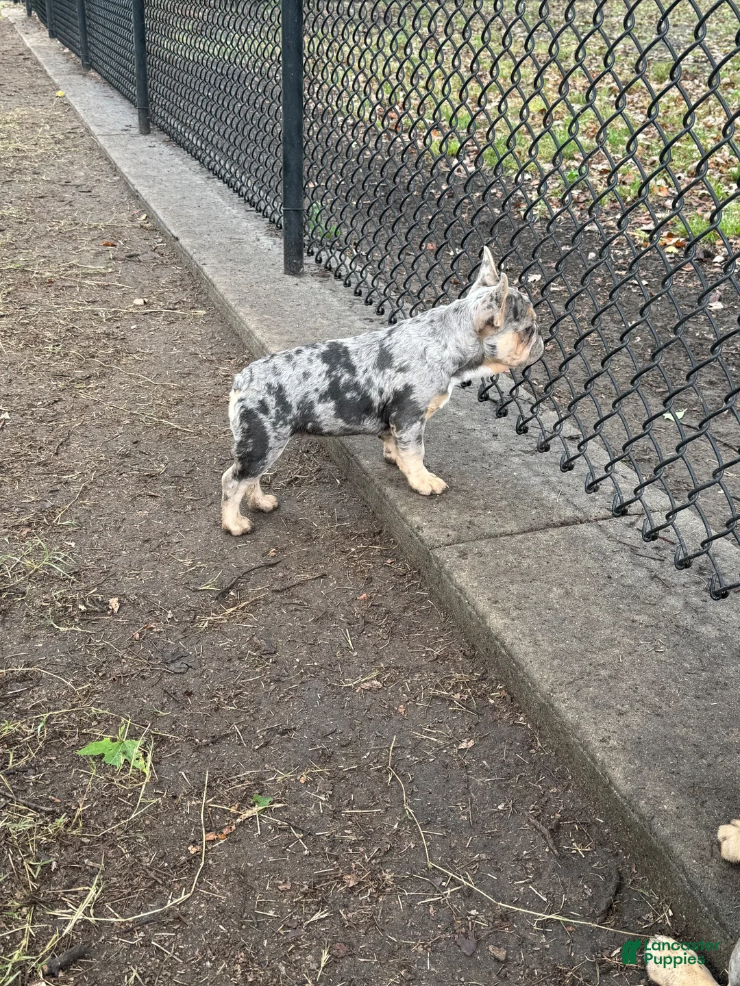 French Bulldog dogs for sale: French Bulldog 1 - Ad 2