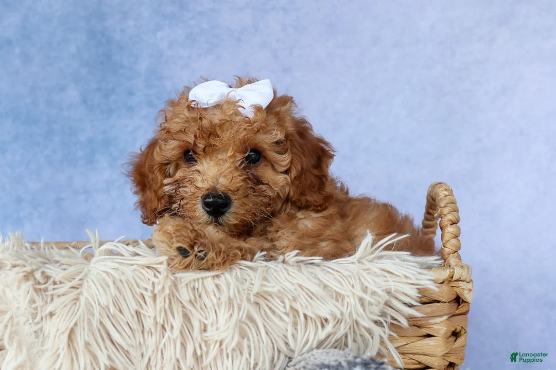 Miniature Poodle dogs for sale: WALTER - Ad 2