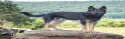 German Shepherd dogs for sale: Ember - Ad 5