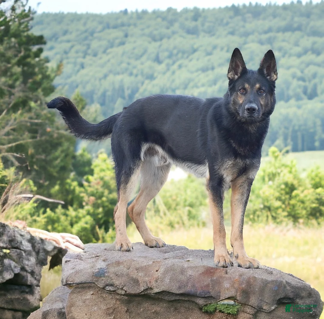 German Shepherd dogs for sale: Ember - Ad 5