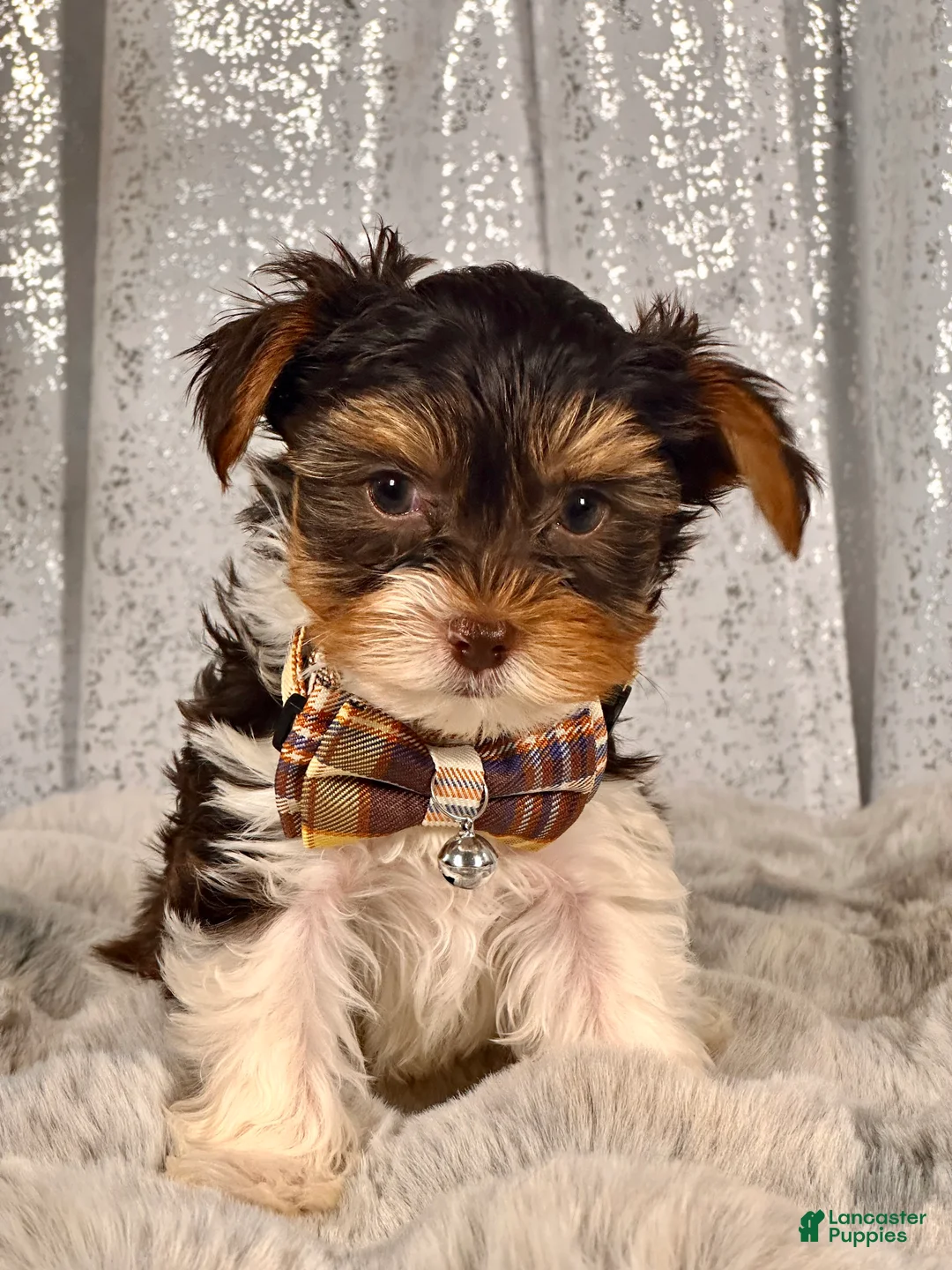 Gallery Image {{count}}