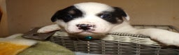 Border Collie dogs for sale: Border Collie Puppy 5 Joey - Ad 4