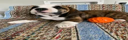 Beabull dogs for sale: Gabby - Ad 5