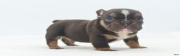 Mixed Breed dogs for sale: Kong micro bully hybrid  - Ad 24