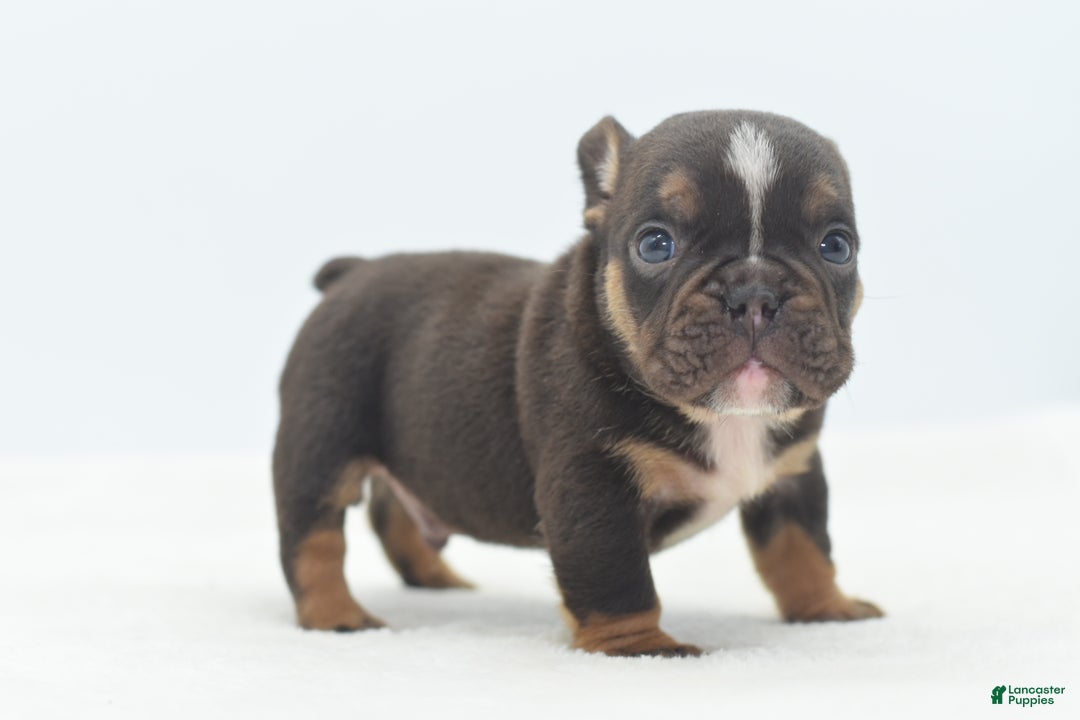 Mixed Breed dogs for sale: Kong micro bully hybrid  - Ad 24