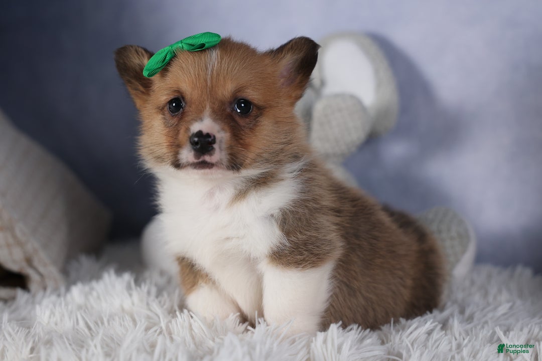 Welsh Corgi Pembroke dogs for sale: REX - Ad 7