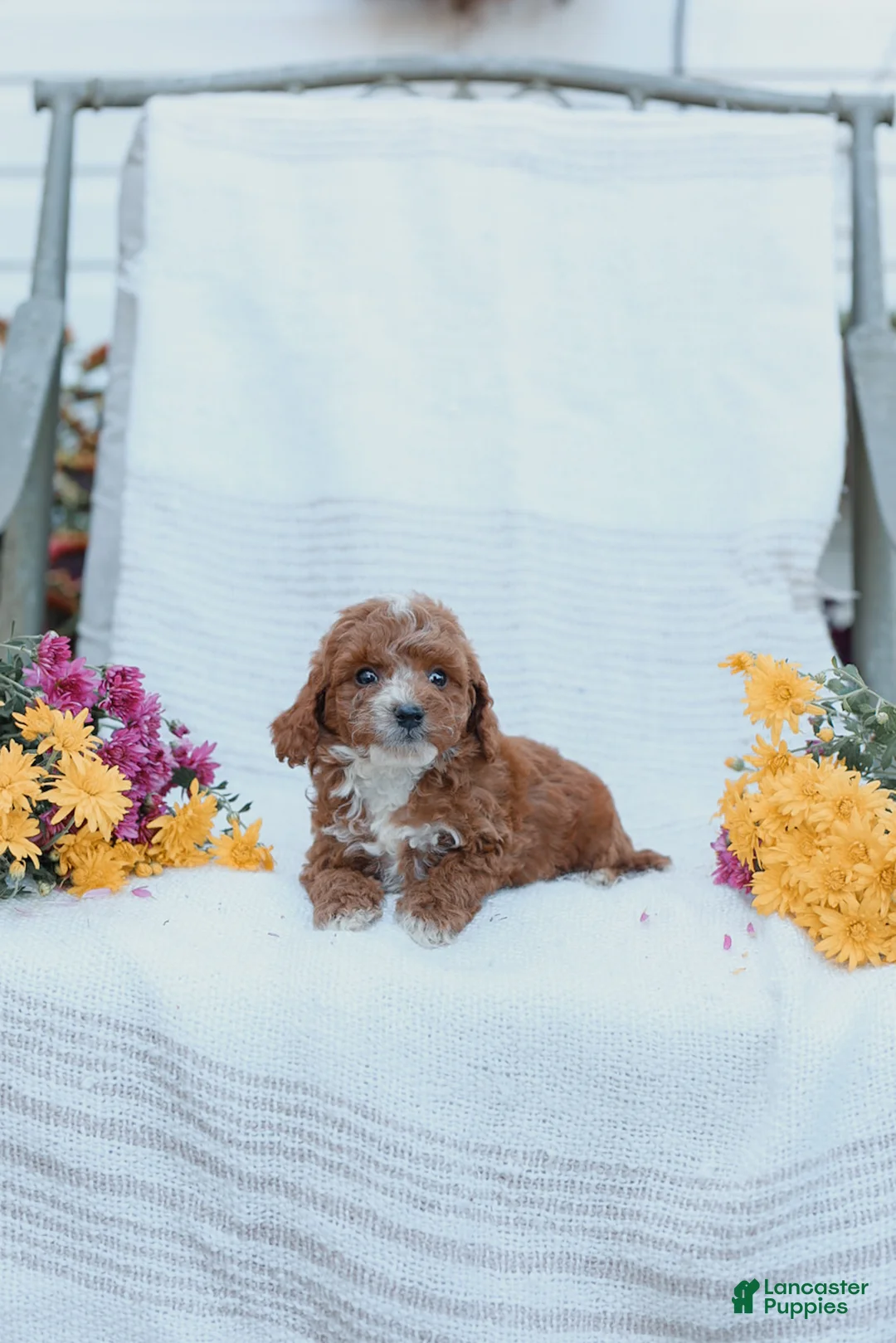 Cockapoo dogs for sale: Carter - Ad 20