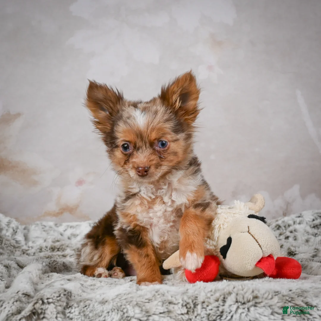 Chihuahua dogs for sale: Rolex - Ad 13