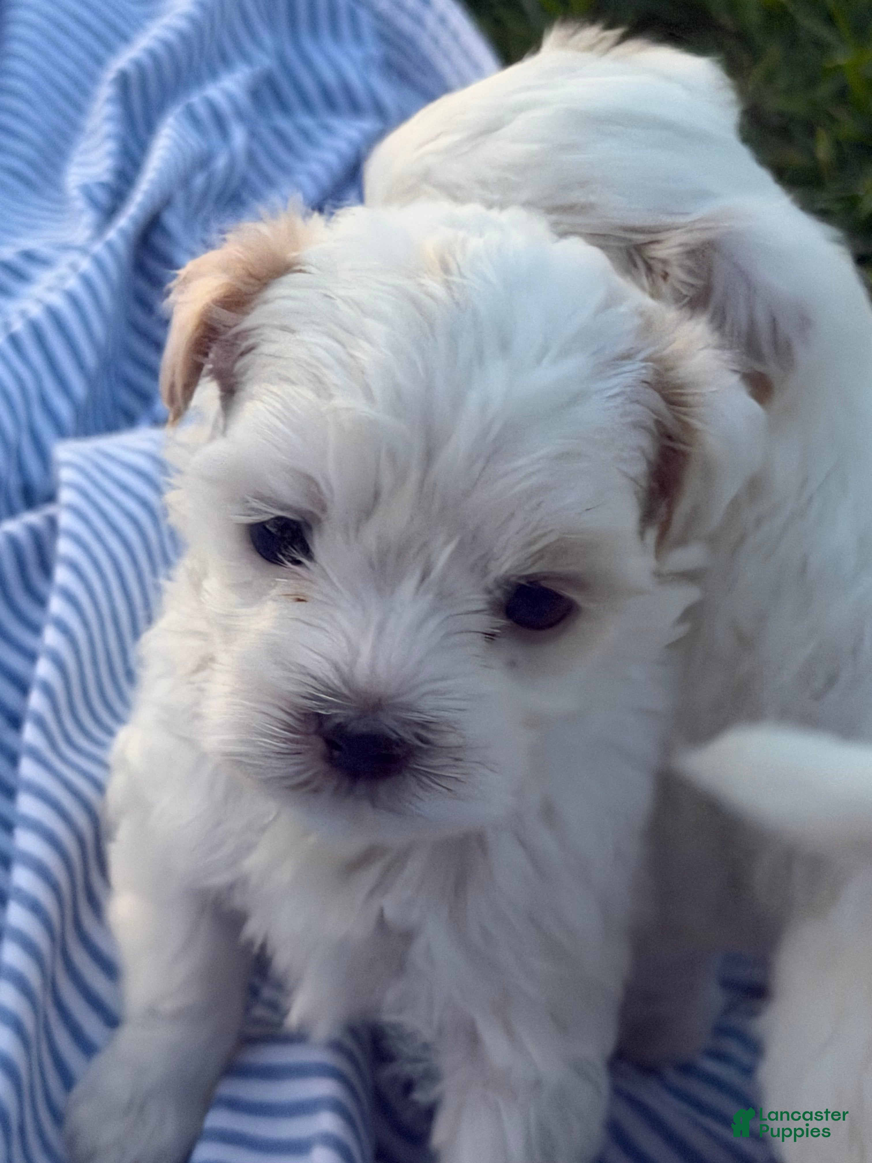 Malshi dogs Malshi 1 - Ad 2